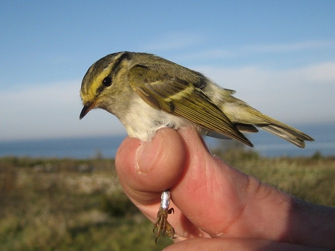 Pallas Leaf Warbler, Sundre 20100521